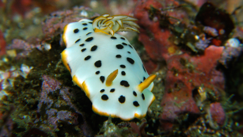 Illustration for article titled Striking Photographs Of Sea Slugs Expose The Alien World Under the Sea